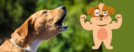 Videokurse für Hundebesitzer - Bollerkopf-Alarm