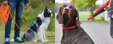 Videokurse für Hundebesitzer - Die richtige Ausstattung